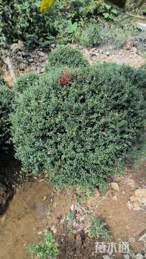 冠幅100厘米龟甲冬青球