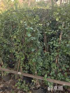 100厘米风车茉莉