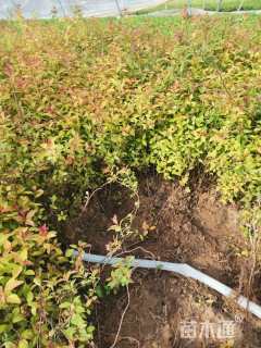 高度50厘米连翘