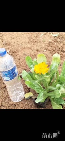 高度15厘米金盏菊