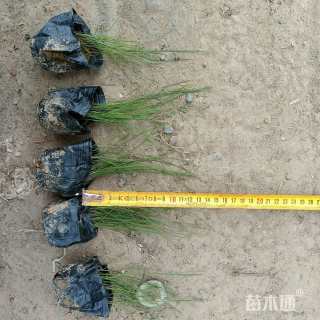 高度10厘米粉黛乱子草