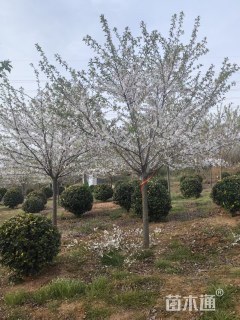 10公分染井吉野樱