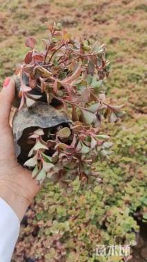 高度15厘米胭脂红景天