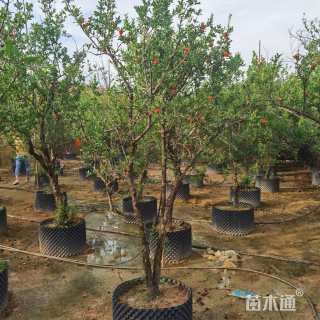 高度250厘米花石榴