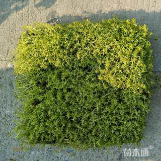 高度3厘米佛甲草