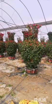 高度220厘米三角梅