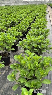 高度25厘米八仙花