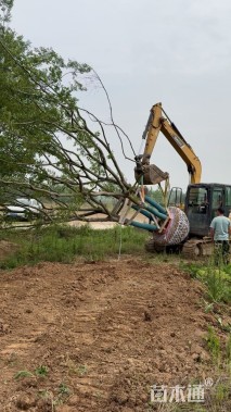 14公分丛生朴树