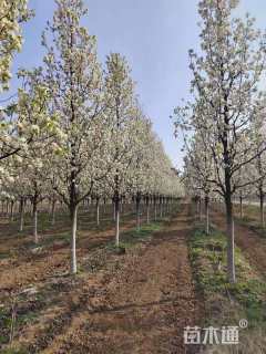 12公分彩叶豆梨