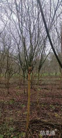 11公分川红紫薇