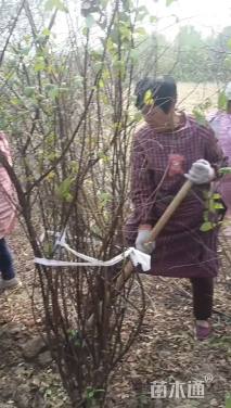 30公分西府海棠