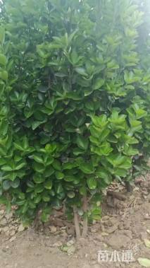 高度150厘米北海道黄杨
