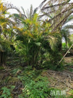 裸干高200厘米华棕
