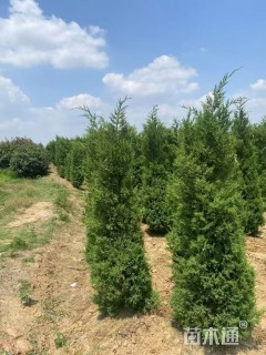 高度180厘米蜀桧