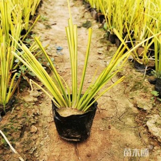高度20厘米金叶石菖蒲