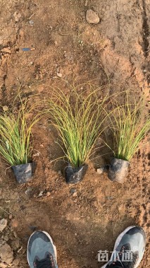 高度45厘米金红羽狼尾草