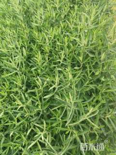 高度30厘米马鞭草