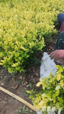 高度40厘米金森女贞