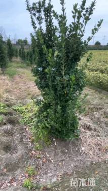 高度130厘米大叶黄杨柱