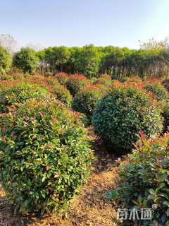 冠幅150厘米红叶石楠球