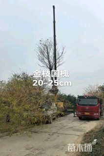 8公分黄金槐
