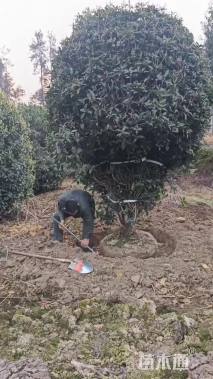 冠幅200厘米桂花球