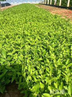 高度20厘米桔梗