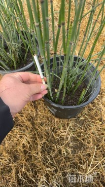 高度50厘米木贼