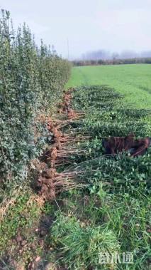 高度190厘米北海道黄杨