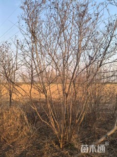 高度280厘米丛生紫薇