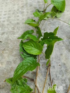 主蔓长50厘米鸡矢藤