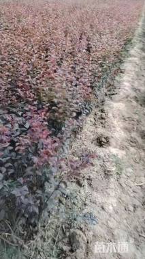 高度60厘米红叶李小苗