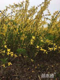 高度80厘米连翘