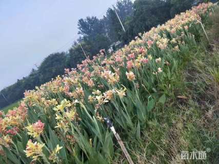 高度40厘米美人蕉