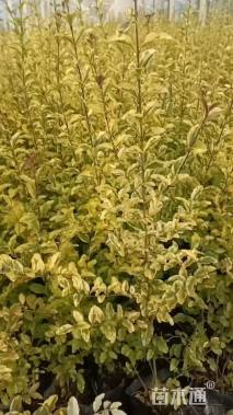 高度60厘米亮金女贞