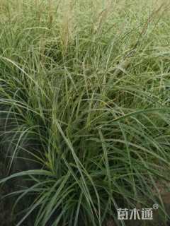 高度100厘米花叶芒