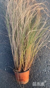 高度50厘米画眉草