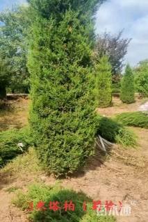 高度250厘米塔柏