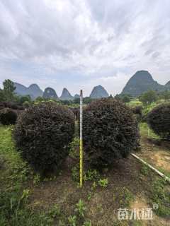 冠幅80厘米红花继木球