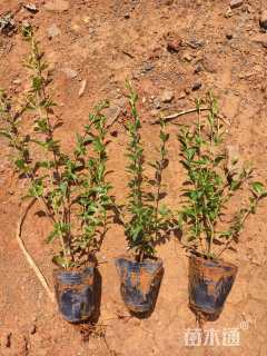 高度30厘米小叶女贞