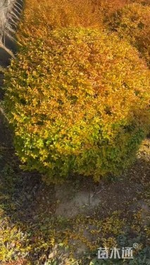 冠幅80厘米亮晶女贞球