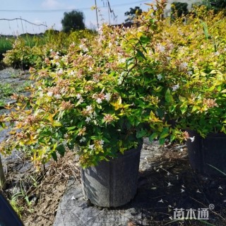 高度25厘米大花六道木