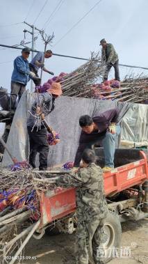 高度300厘米冬红果海棠