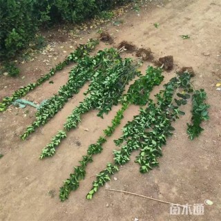 高度160厘米北海道黄杨