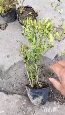 高度35厘米金冠女贞