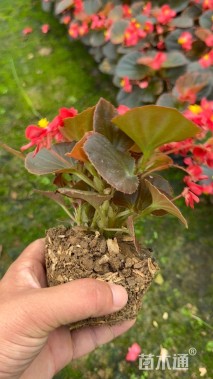 高度20厘米四季海棠