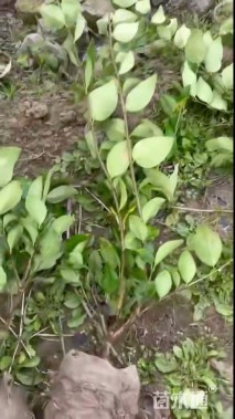 高度30厘米小龙柏