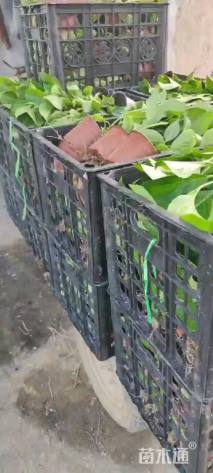 高度30厘米绣球