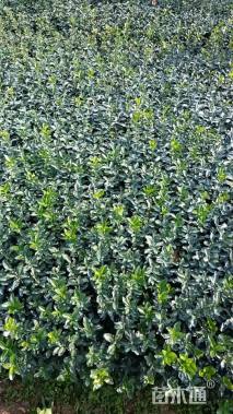 高度40厘米金边黄杨