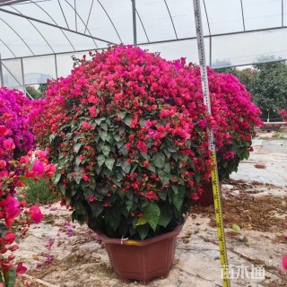 高度120厘米月季